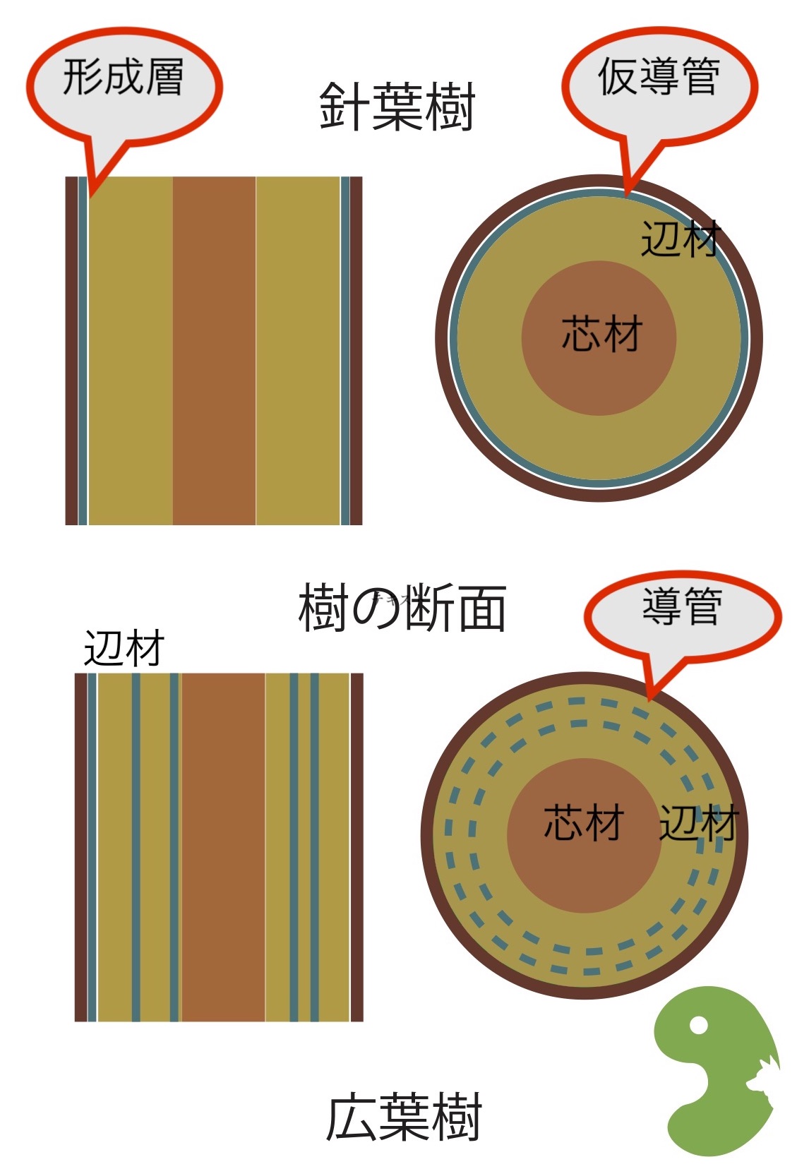 木の断面
