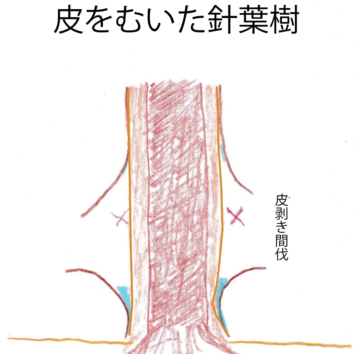 木の断面