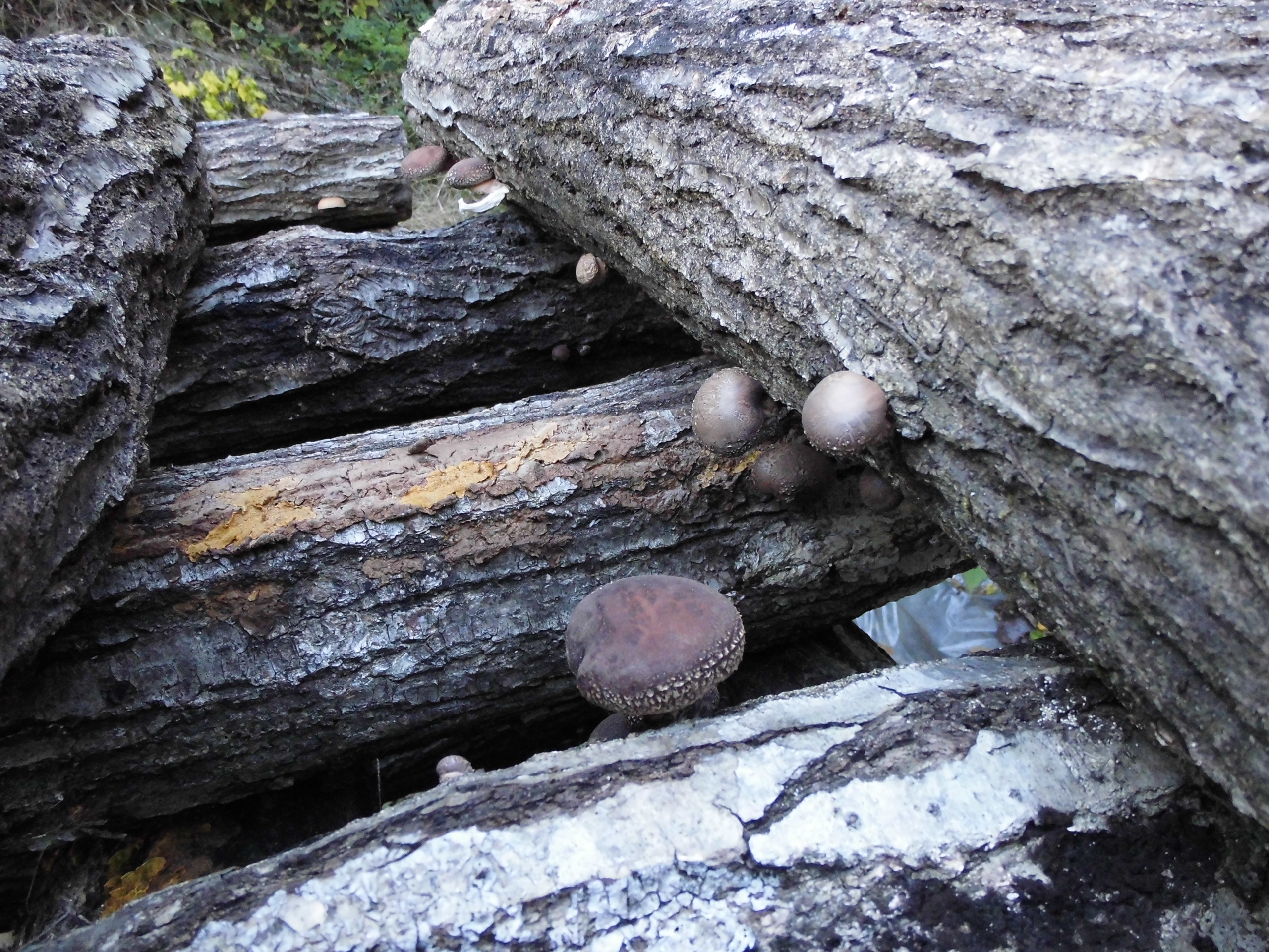 椎茸