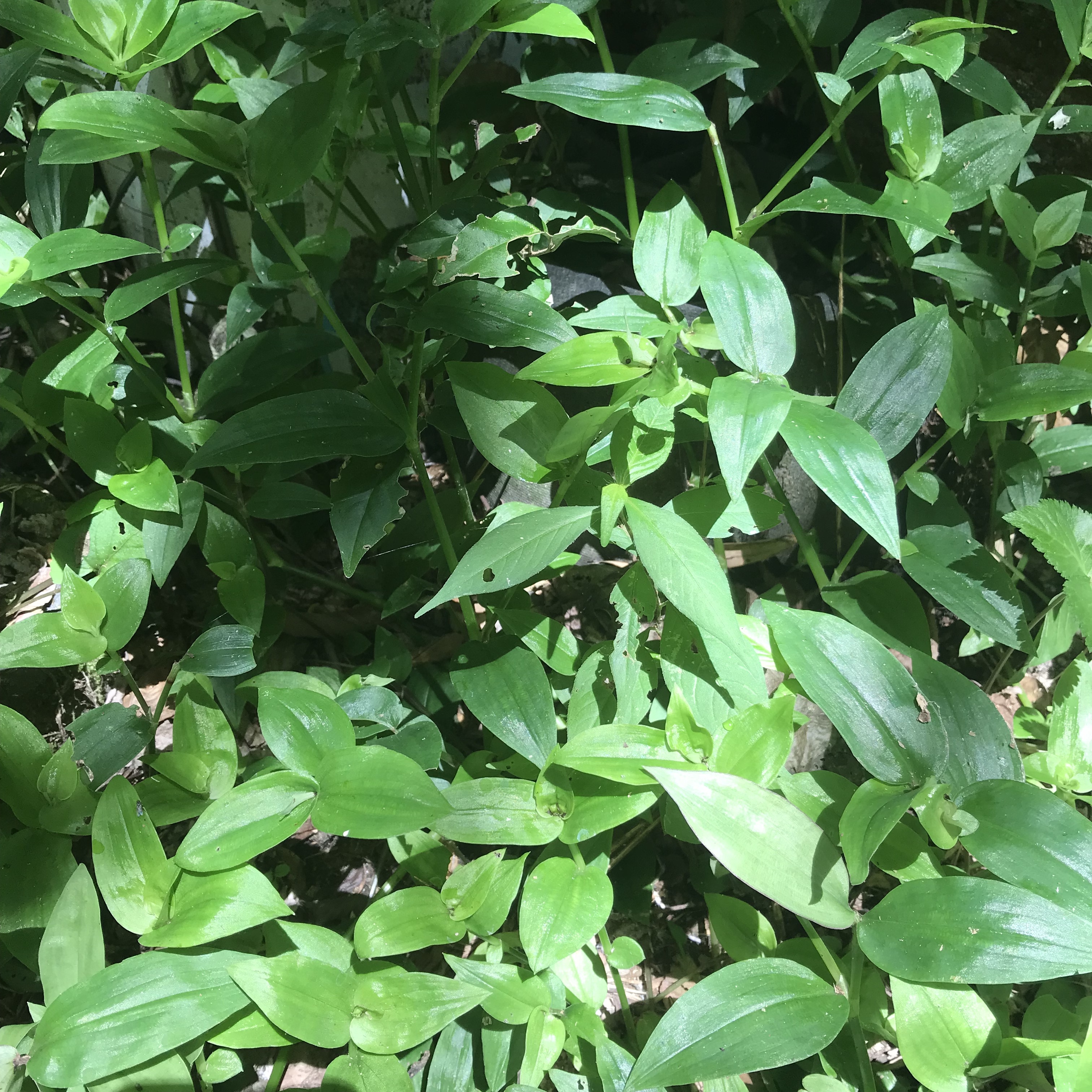 露草